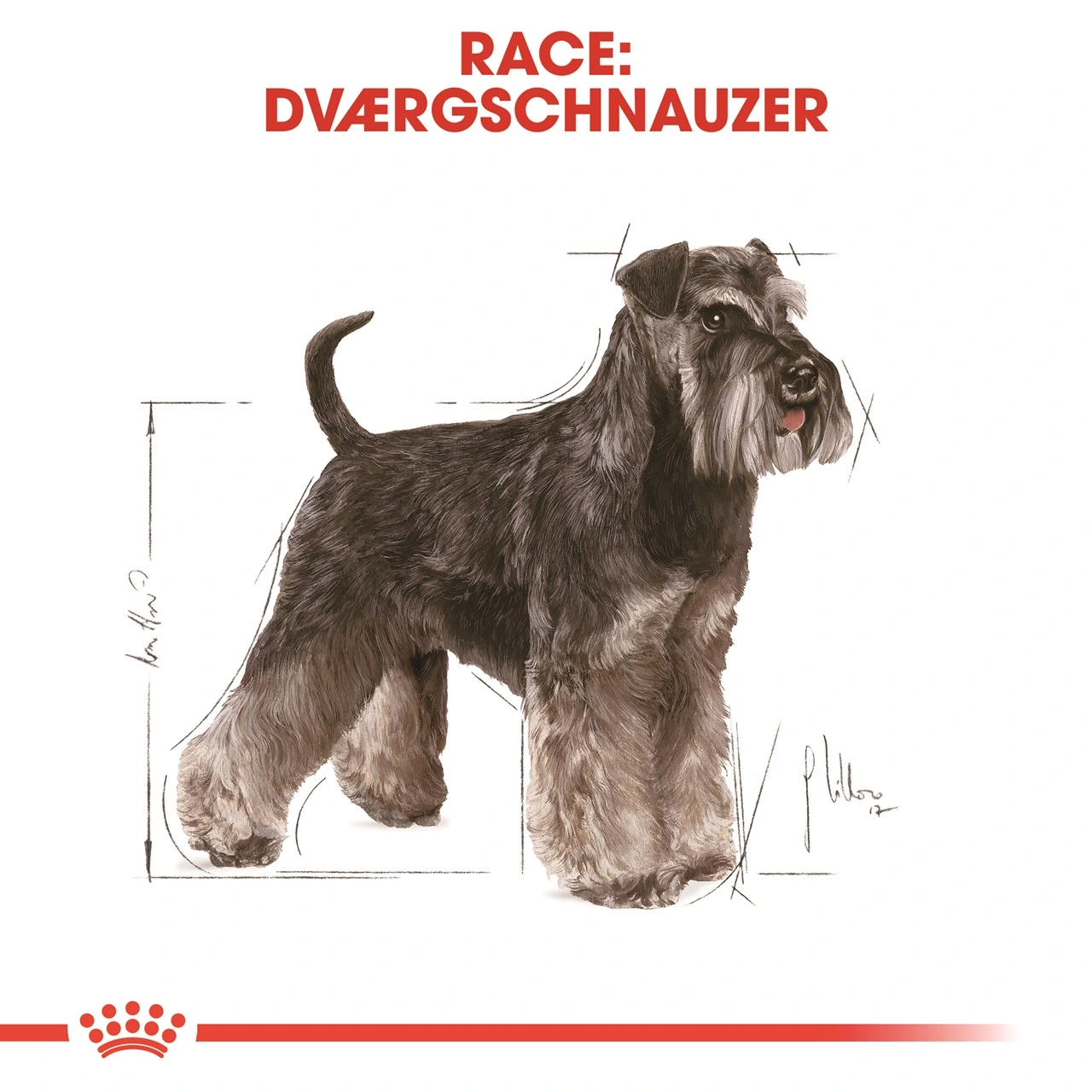 Royal Canin Miniature Schnauzer Adult 3 kg - tørfoder til små hunde